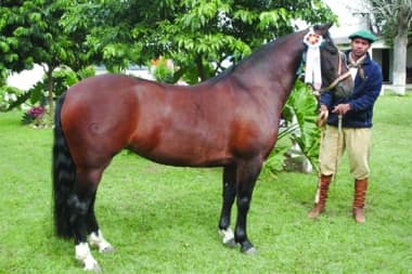 Samanta